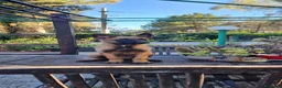 Pastore Belga cani in vendita: Cuccioli Pastore Belga Malinois in Calabria a Provincia di Cosenza - Annuncio 3