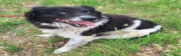 Meticcio cani in regalo: Buonissimo, educato, 3 anni, 30 kg - Annuncio 3
