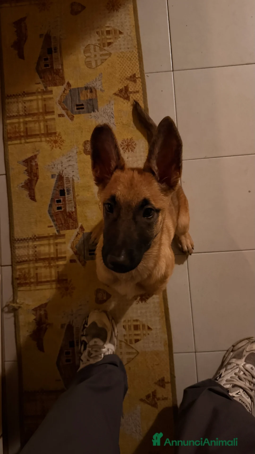Pastore Belga cani in vendita: Pastore belga malinois - Annuncio 2