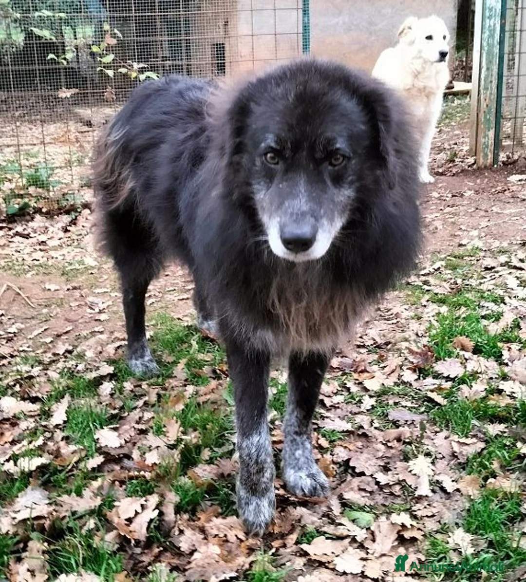 Meticcio cani in regalo: LUPO dolcissimo pastore! - Annuncio 2