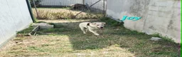 Meticcio cani in regalo: Joy stupendo cucciolo in attesa di una famiglia - Annuncio 5