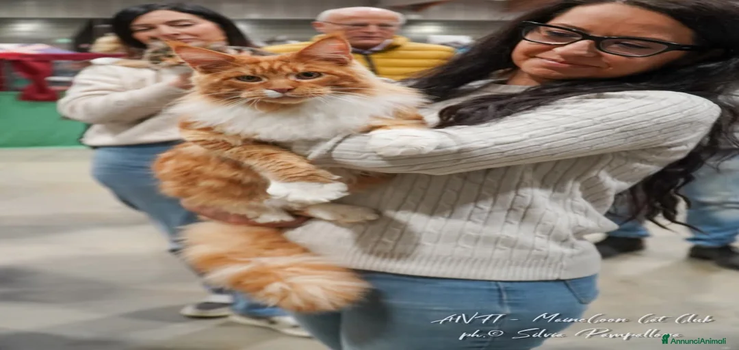 Immagine della galleria {{count}}