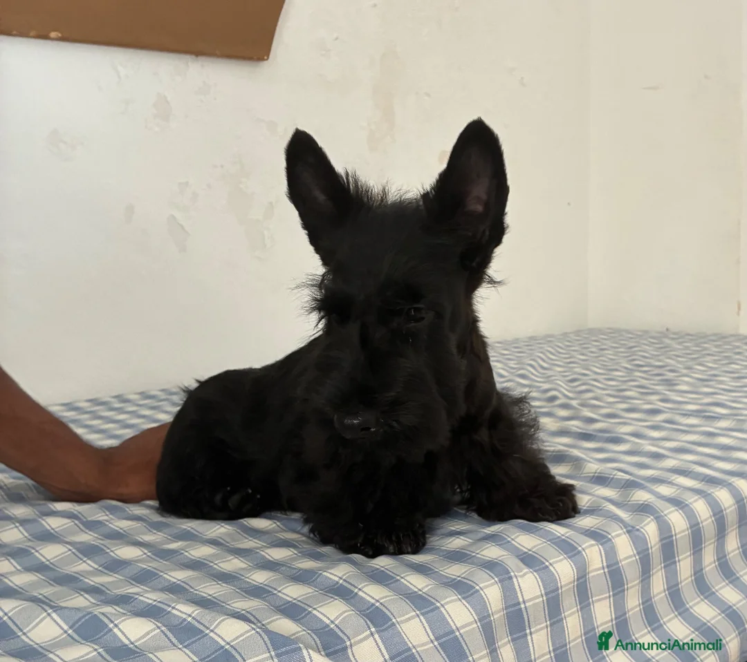 Scottish Terrier cani in vendita: Scottish terrier puppy - Annuncio 6