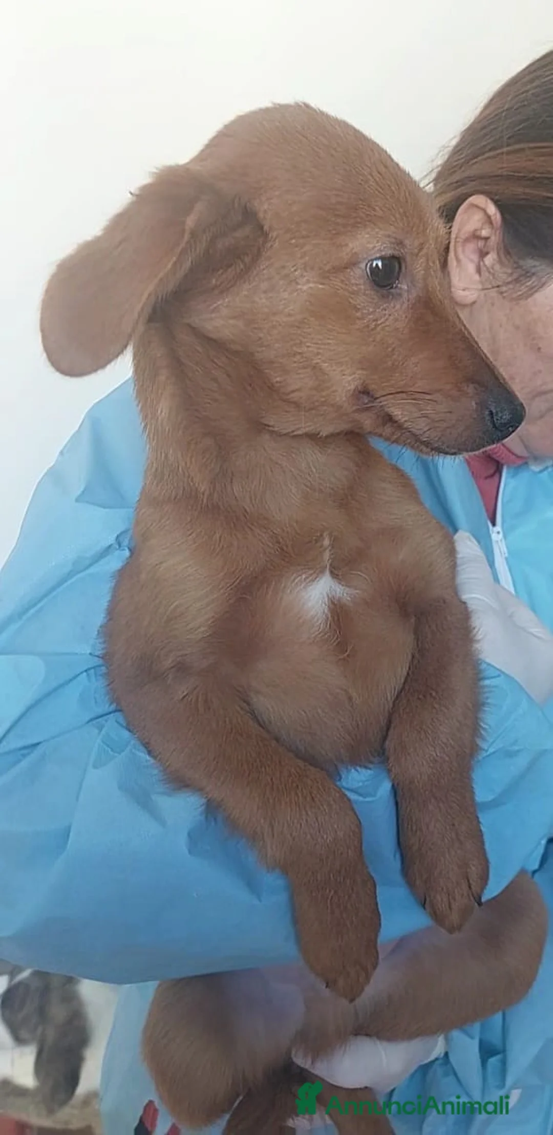 Meticcio cani in regalo: Michael - Annuncio 3