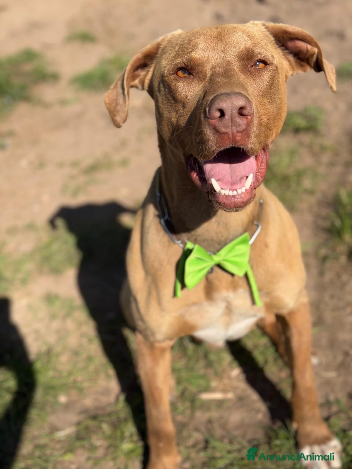 Pitbull cani in regalo: Zoro, splendido Pitbull Red Nose - Annuncio 8