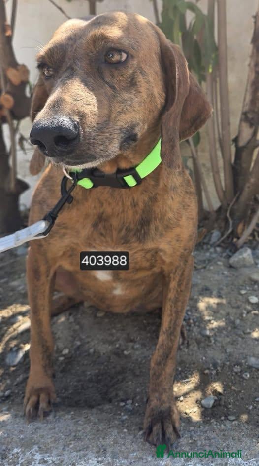 Segugio Maremmano cani Zoe.. - Annuncio 1