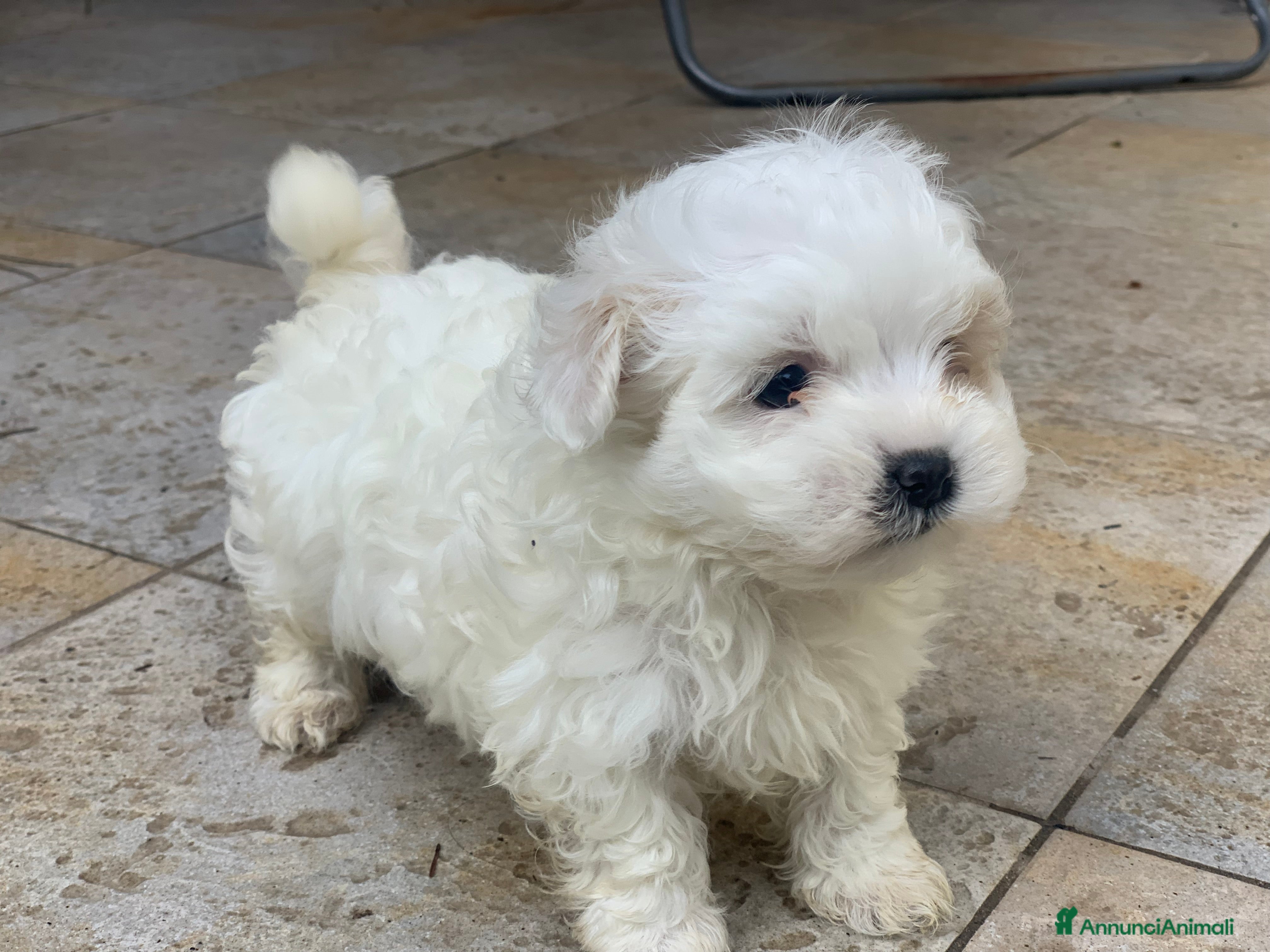 Maltese cani Maltese cerca casa - Annuncio 3