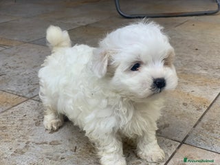 Maltese cani Maltese cerca casa - Annuncio 2