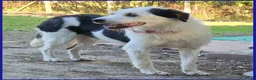 Meticcio cani in regalo: JOHNTRA SIMIL LAGOTTINO 4 ANNI - Annuncio 4