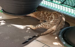 Bengala gatti in vendita: Brown Spotted  a Città metropolitana di Milano - Immagine 5