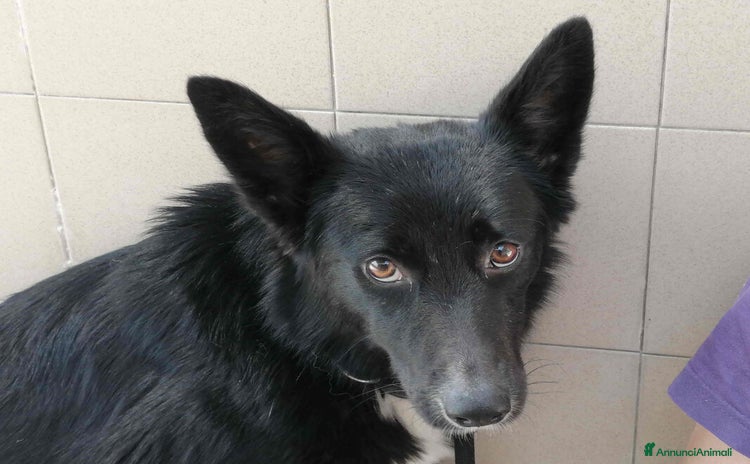 Meticcio cani a Città metropolitana di Roma Capitale - Annuncio 12