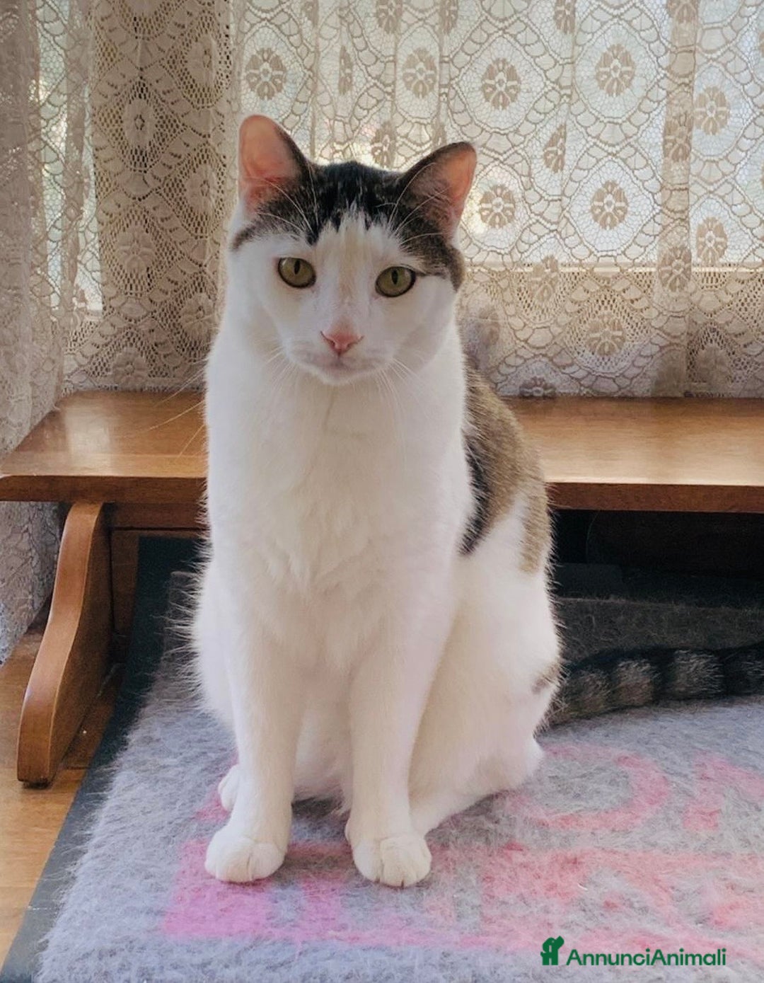 Europeo gatti in regalo: Gattino buono 4 anni sterilizzato e testato  - Annuncio 1