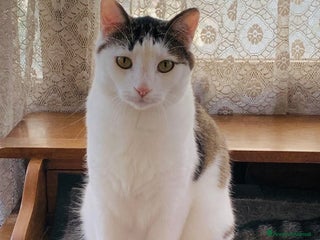 Europeo gatti in regalo: Gattino buono 4 anni sterilizzato e testato - Annuncio 4