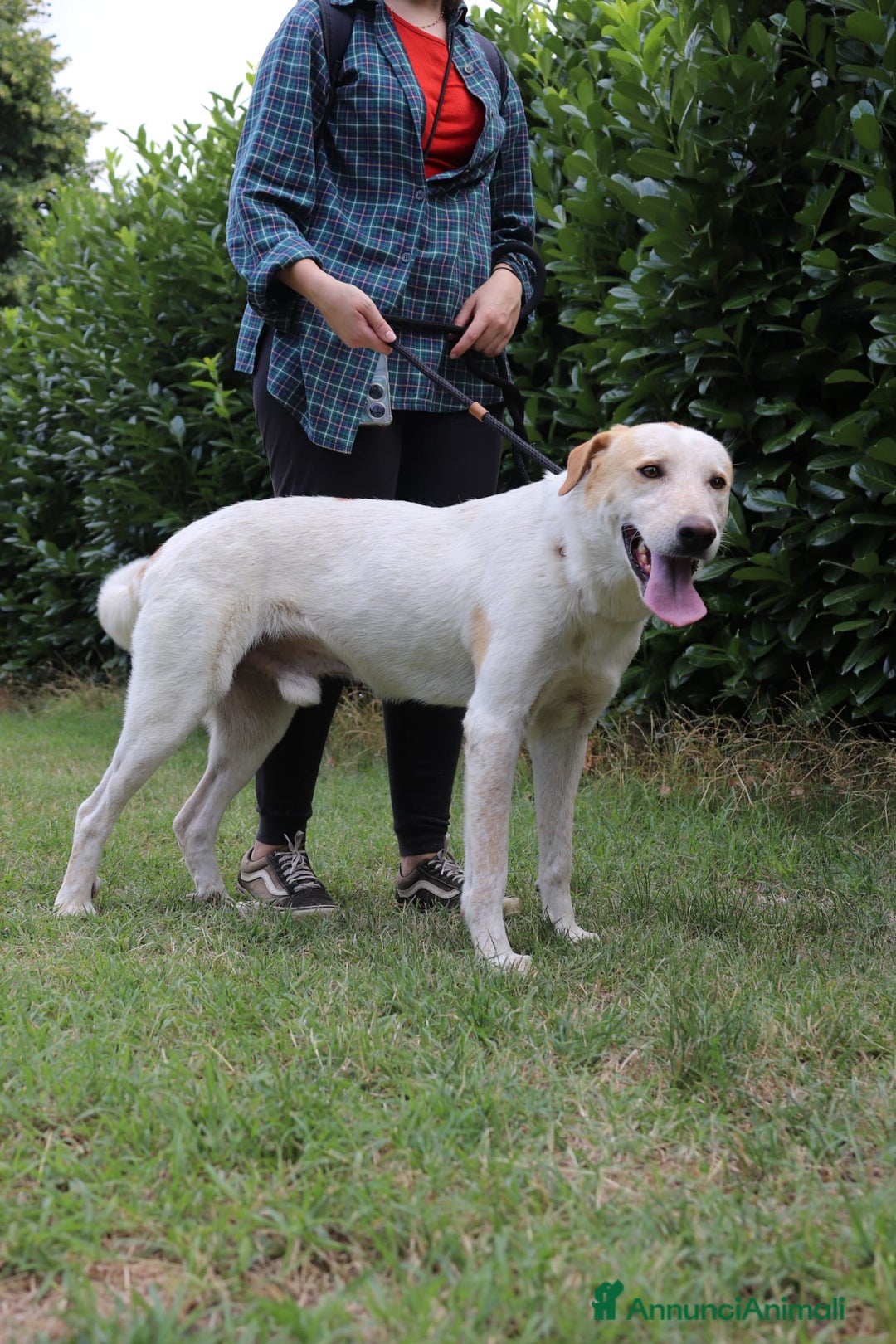 Altre razze cani in regalo: pimpi - Annuncio 4