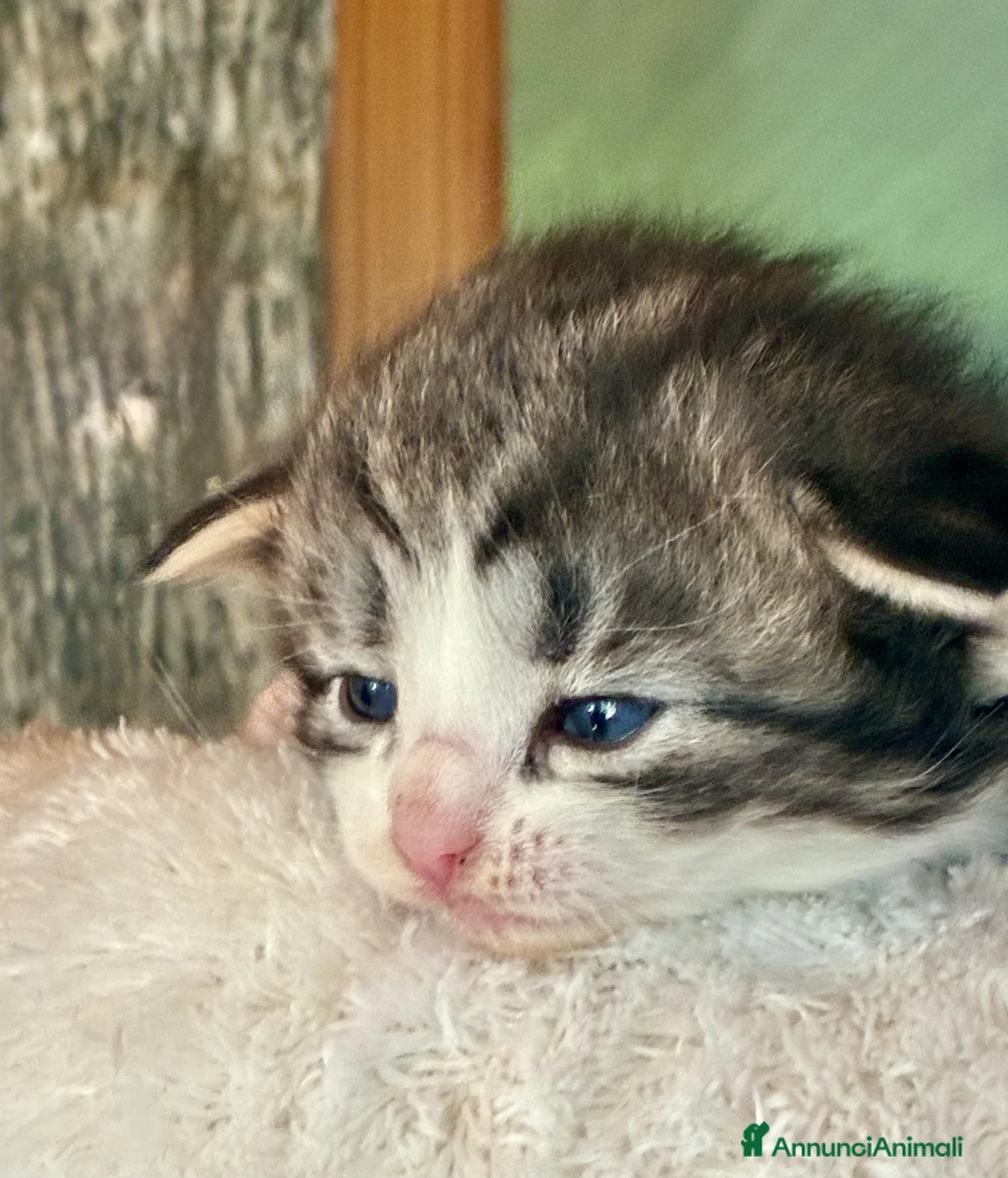 Norvegese gatti in vendita: cucciolo norvegese delle foreste - Annuncio 2