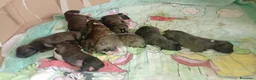 American Staffordshire cani in vendita: American staffordshire terrier  - Annuncio 15
