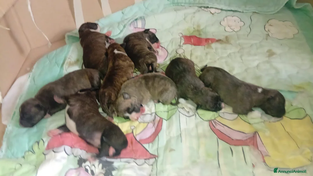 American Staffordshire cani in vendita: American staffordshire terrier  - Annuncio 2