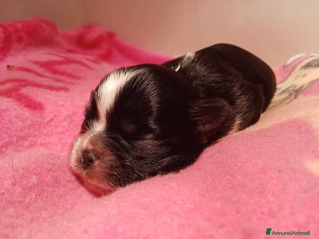 Shih Tzu cani in vendita: Splendidi cuccioli di Shitzu  - Annuncio 2