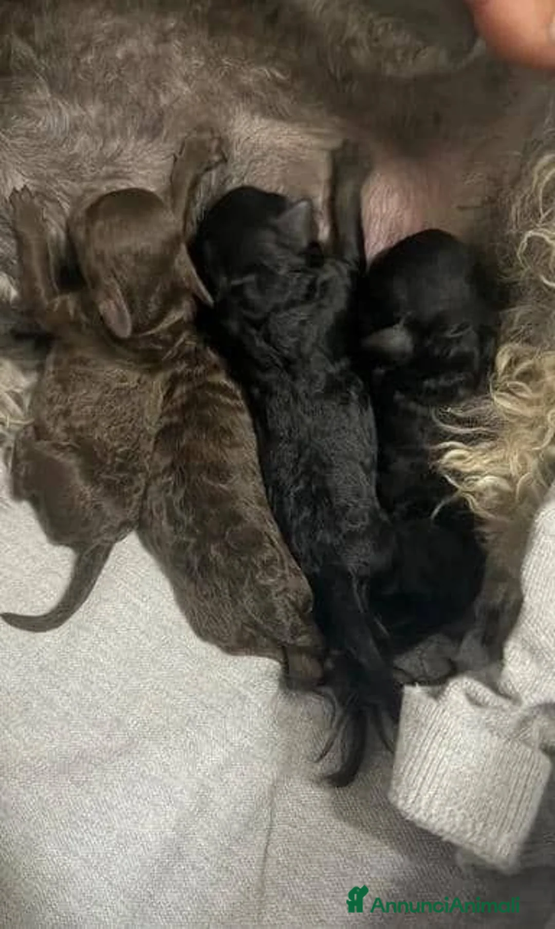 Barboncino Toy cani in vendita: Cuccioli di Barboncino Toy adorabili - Annuncio 15