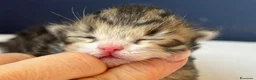 Siberiano gatti in vendita: SIBERIANI GATTINI IPOALLERGENICI - Annuncio 18