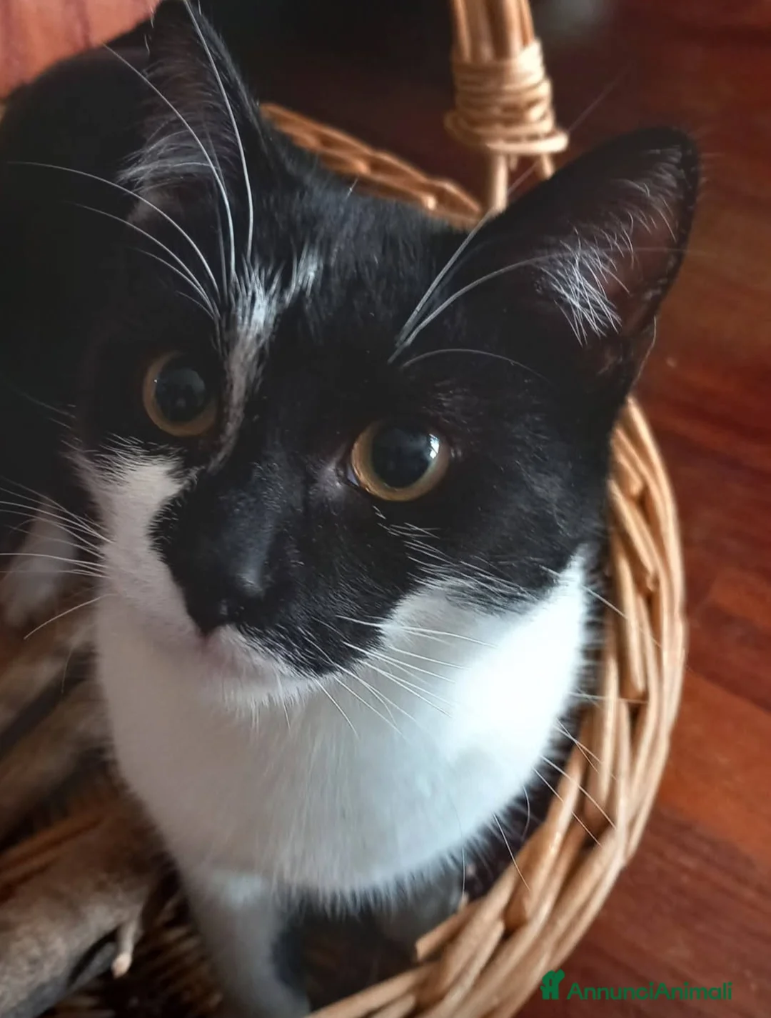 Altre razze gatti in regalo: Regalo bellissimi gatti  - Annuncio 5