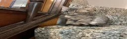 Meticcio gatti in vendita: Gattino grigio  - Annuncio 4