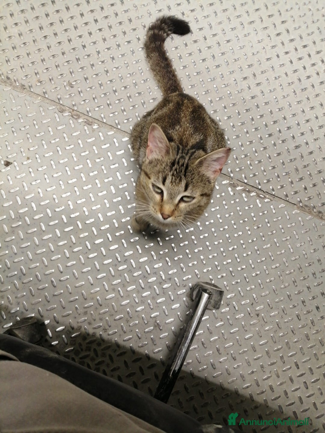 Altre razze gatti in regalo: Miranda micia dolcissima di due anni - Annuncio 3