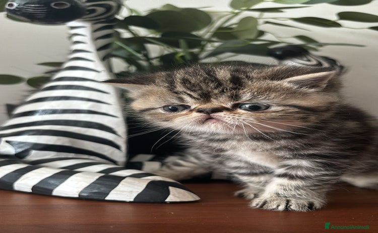 Exotic Shorthair gatti a Città metropolitana di Palermo - Annuncio 9