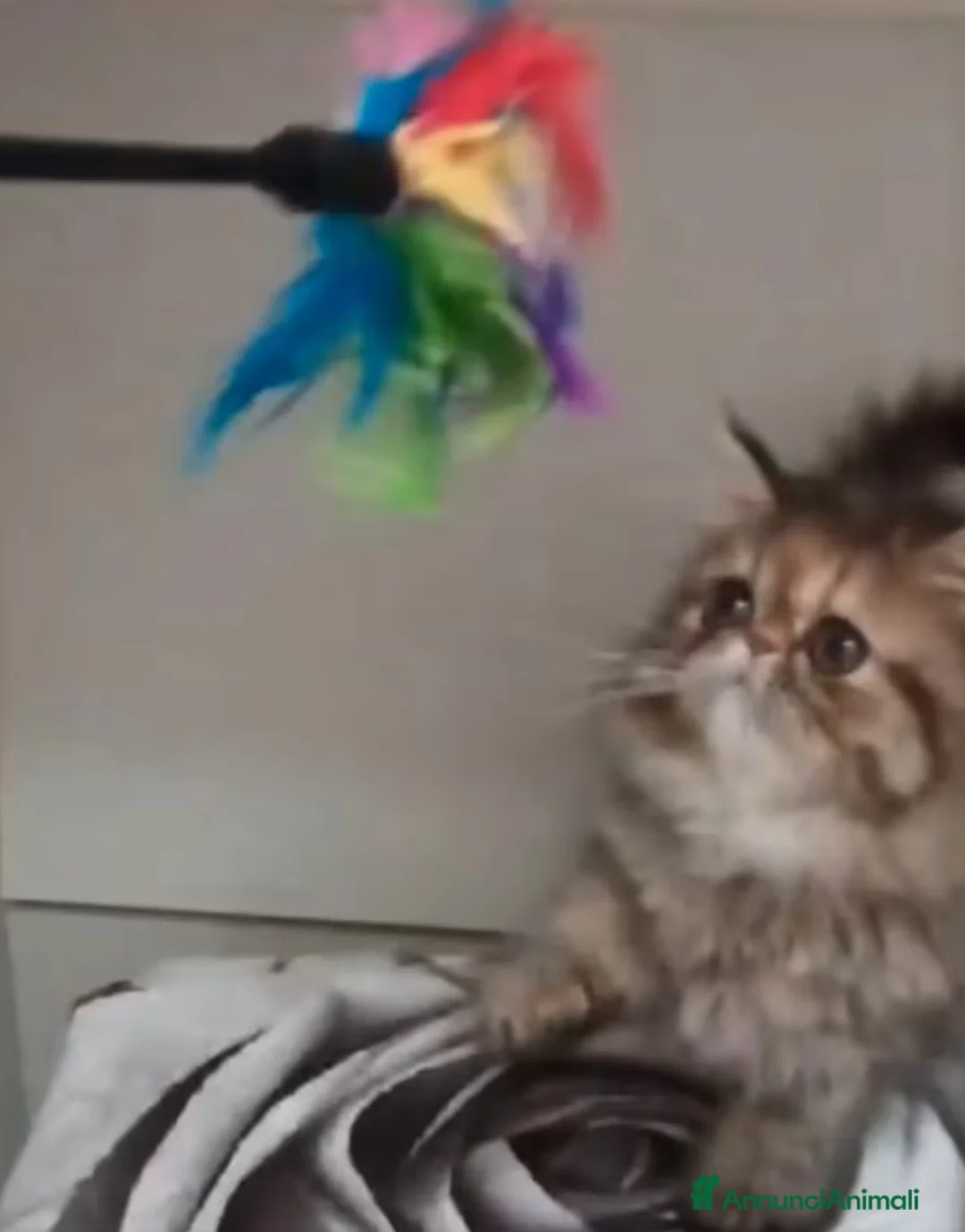 Persiano gatti in vendita: Persiano cucciolo gatto persiana femmina a Città Metropolitana di Napoli - Annuncio 2