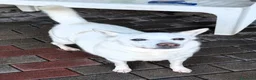 Meticcio cani in regalo: FOX ADOZIONE DEL CUORE - Annuncio 12