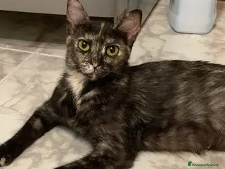 Meticcio gatti 8 mesi dolcissima - Annuncio 2