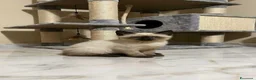 Siamese gatti in vendita: Gattini siamesi Thai  - Annuncio 2