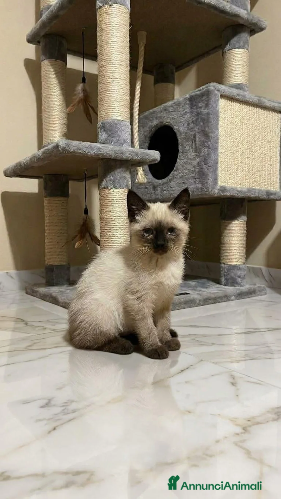 Siamese gatti in vendita: Gattini siamesi Thai  - Annuncio 2