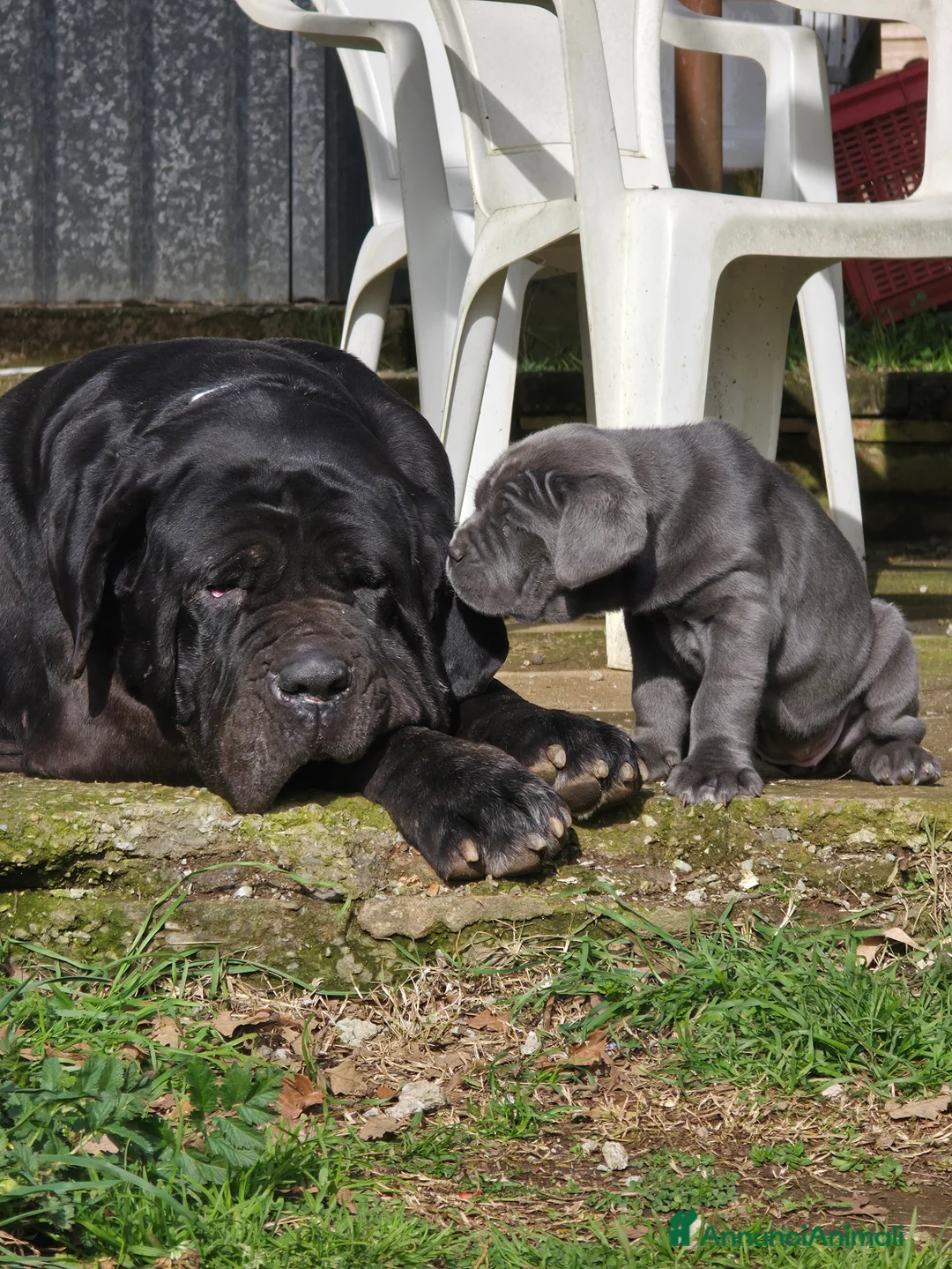 Mastino Napoletano cani in vendita: Cuccioli di Mastino Napoletano - Annuncio 8
