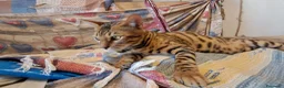 Bengala gatti in vendita: Cucciole Bengala brown a Città Metropolitana di Torino - Annuncio 2