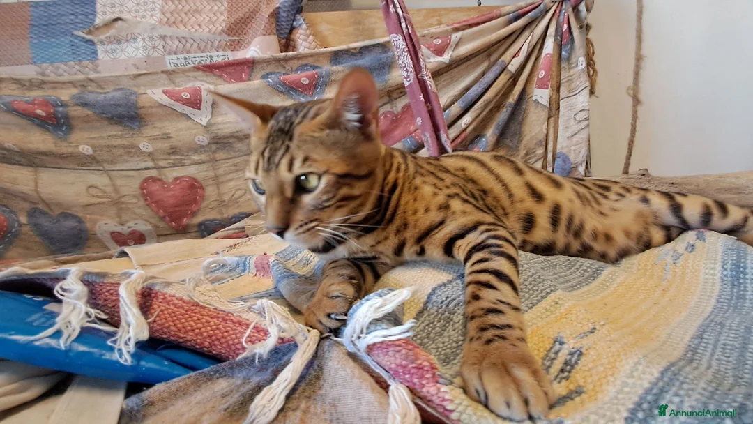 Bengala gatti in vendita: Cucciole Bengala brown a Città Metropolitana di Torino - Annuncio 2