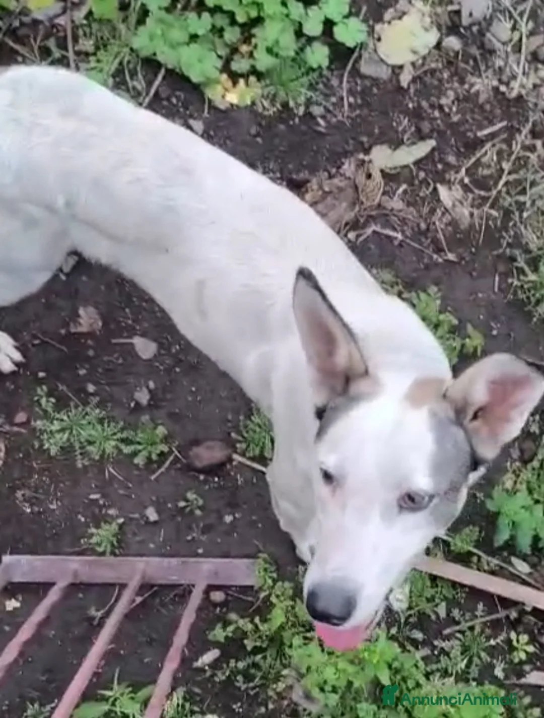 Meticcio cani in regalo: 1anno bellissimo VIVE ISOLATO IN 1TERRENO.OK GATTI - Annuncio 6