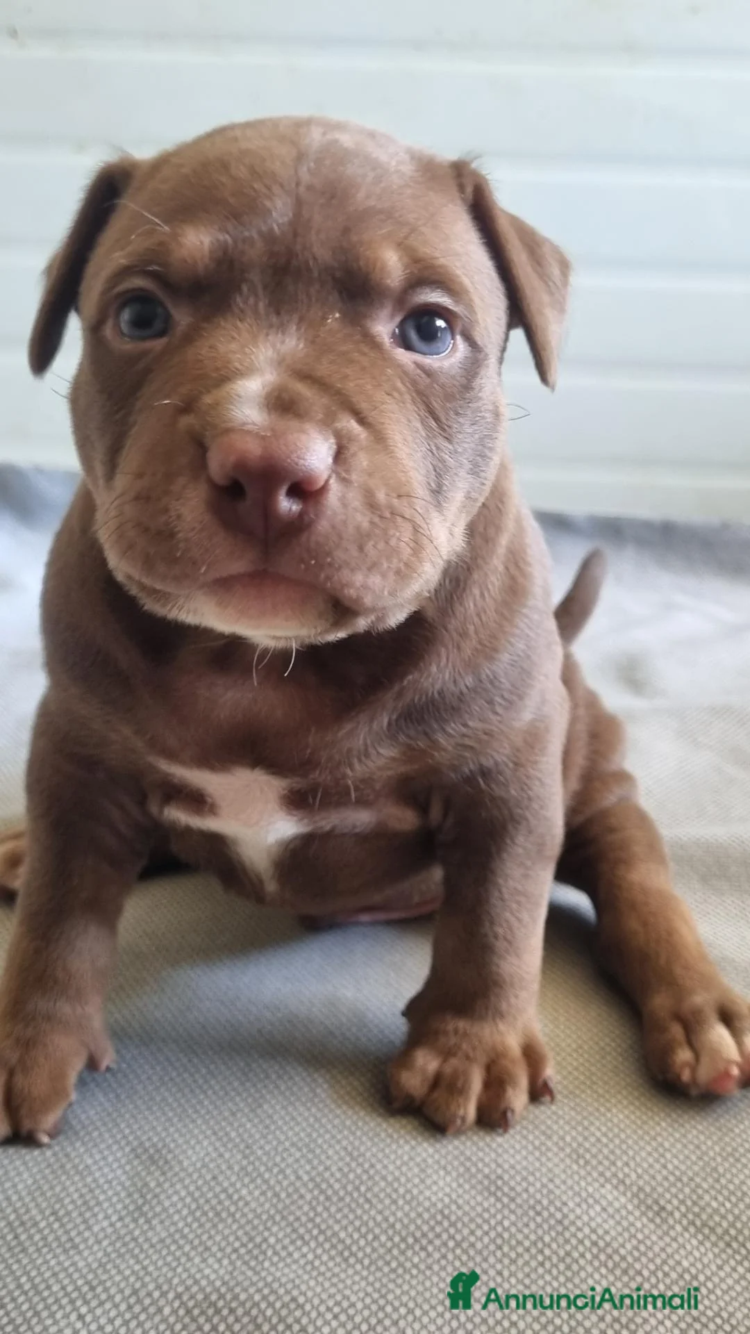 Pitbull cani in vendita: American pitbull terrier ukc - Annuncio 2