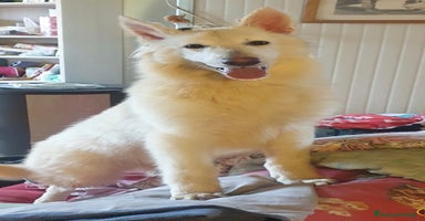 Pastore Svizzero cani - Annuncio 10