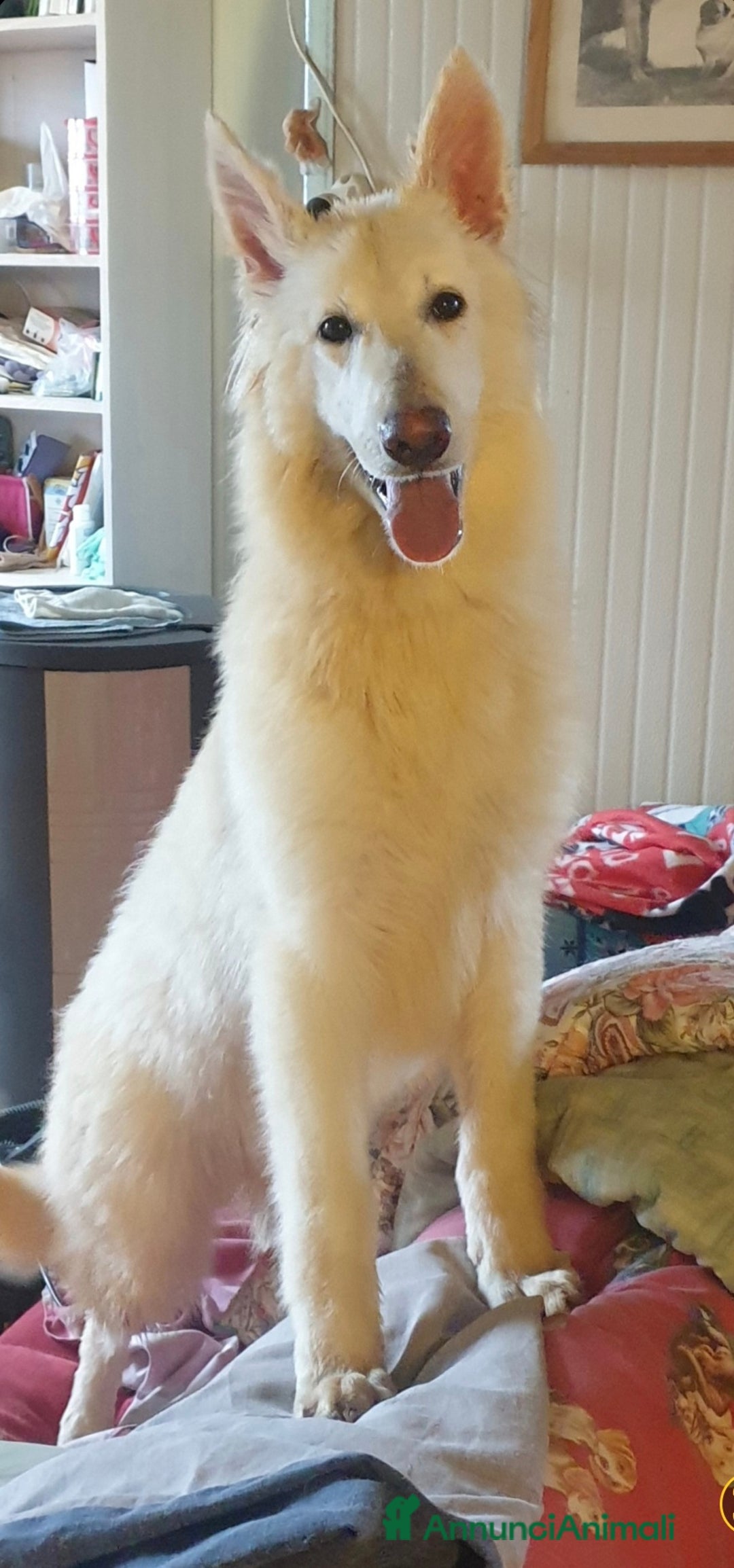 Pastore Svizzero cani in vendita: Cuccioli di pastore svizzero bianco - Annuncio 3