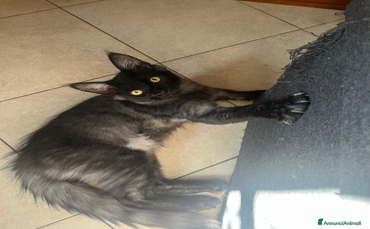Maine Coon gatti a Città metropolitana di Roma Capitale - Annuncio 9
