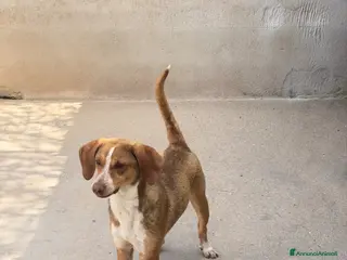 Meticcio cani Dodo taglia medio piccolo - Annuncio 2