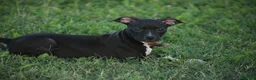 Pitbull cani in vendita: Cuccioli Pit Bull con pedigree anche a rate - Annuncio 8