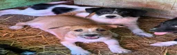 Meticcio cani in regalo: TARA, nanetta super coccolona! TG PICCOLA - Annuncio 9