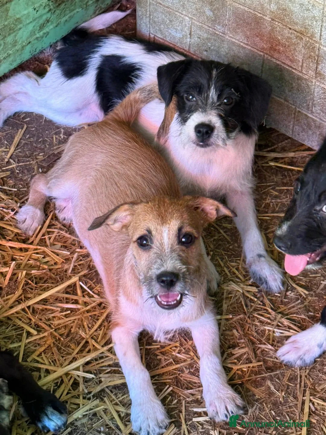 Meticcio cani in regalo: TARA, nanetta super coccolona! TG PICCOLA - Annuncio 9