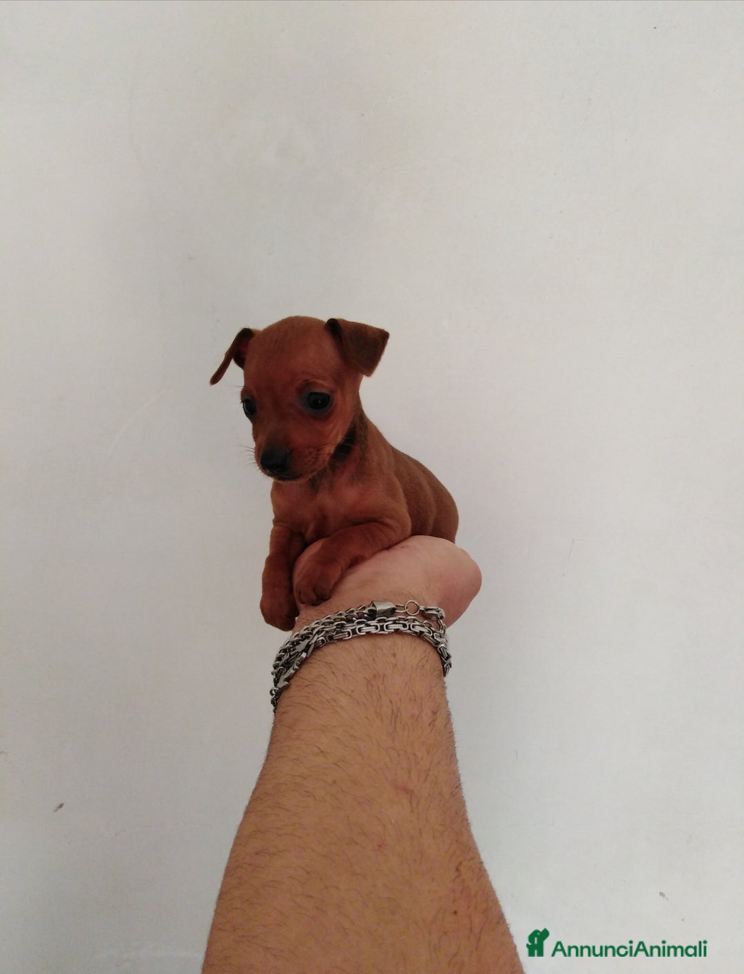 Pinscher Miniatura cani in vendita: Pincher nani toy super cuccioli taglia piccola  - Annuncio 4