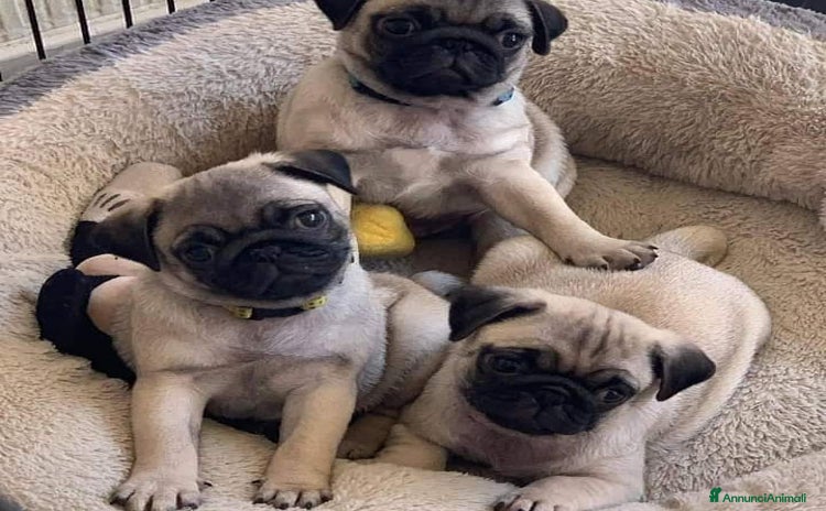 Carlino cani a Città metropolitana di Milano - Annuncio 1