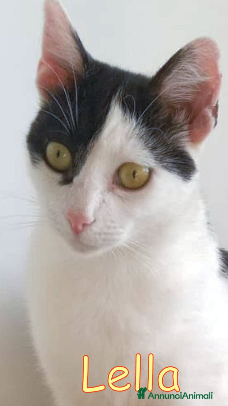 Europeo gatti LELLA GATTINA DOLCISSIMA! URGENTE - Annuncio 1