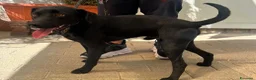 Meticcio cani in regalo: NEREO DOLCE CAGNOLINO - Annuncio 3