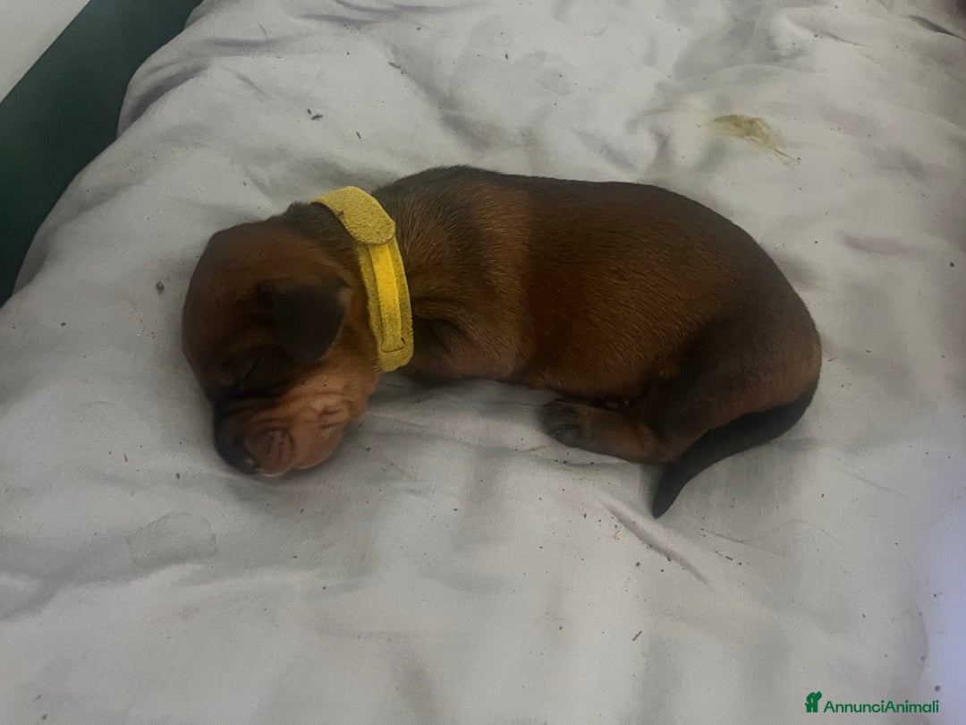 Bassotto cani in vendita: Cuccioli di bassotto standard pelo ruvido a Provincia di Varese - Immagine 3